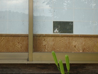 猫の障子。”猫窓”